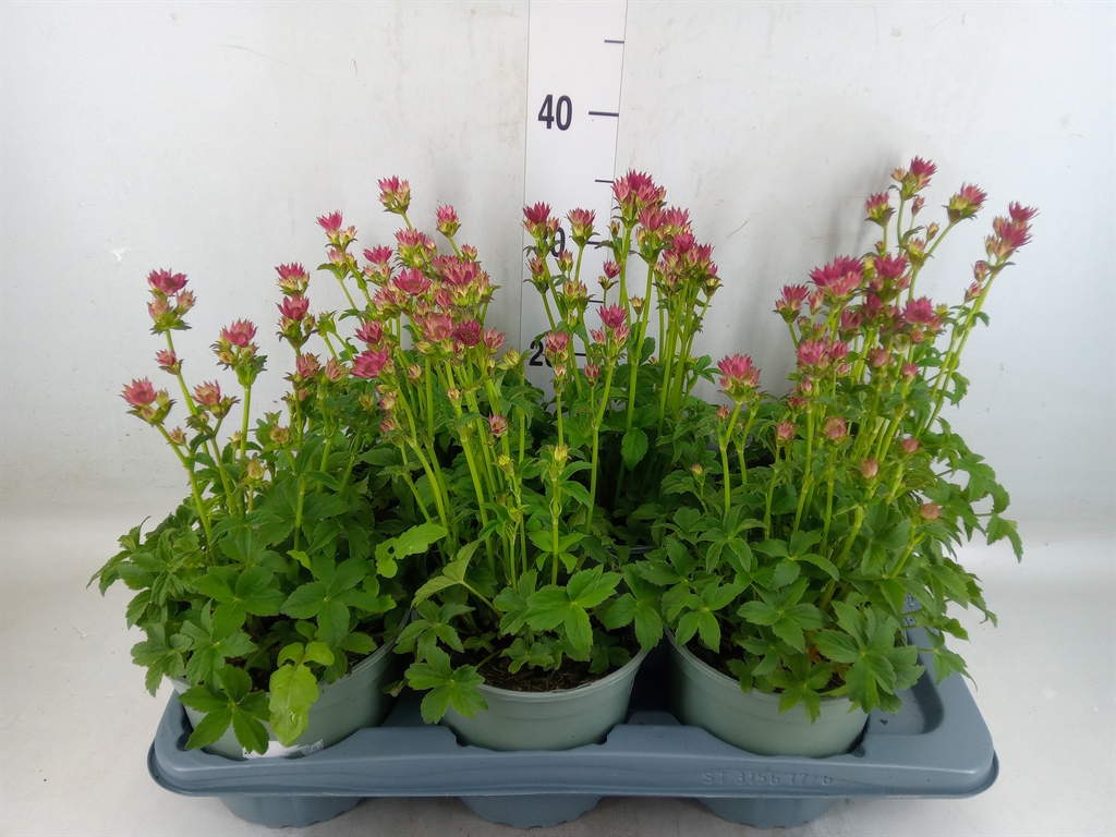 Горшечные цветы и растения оптом Astrantia Major от 6шт из Голландии с доставкой по России