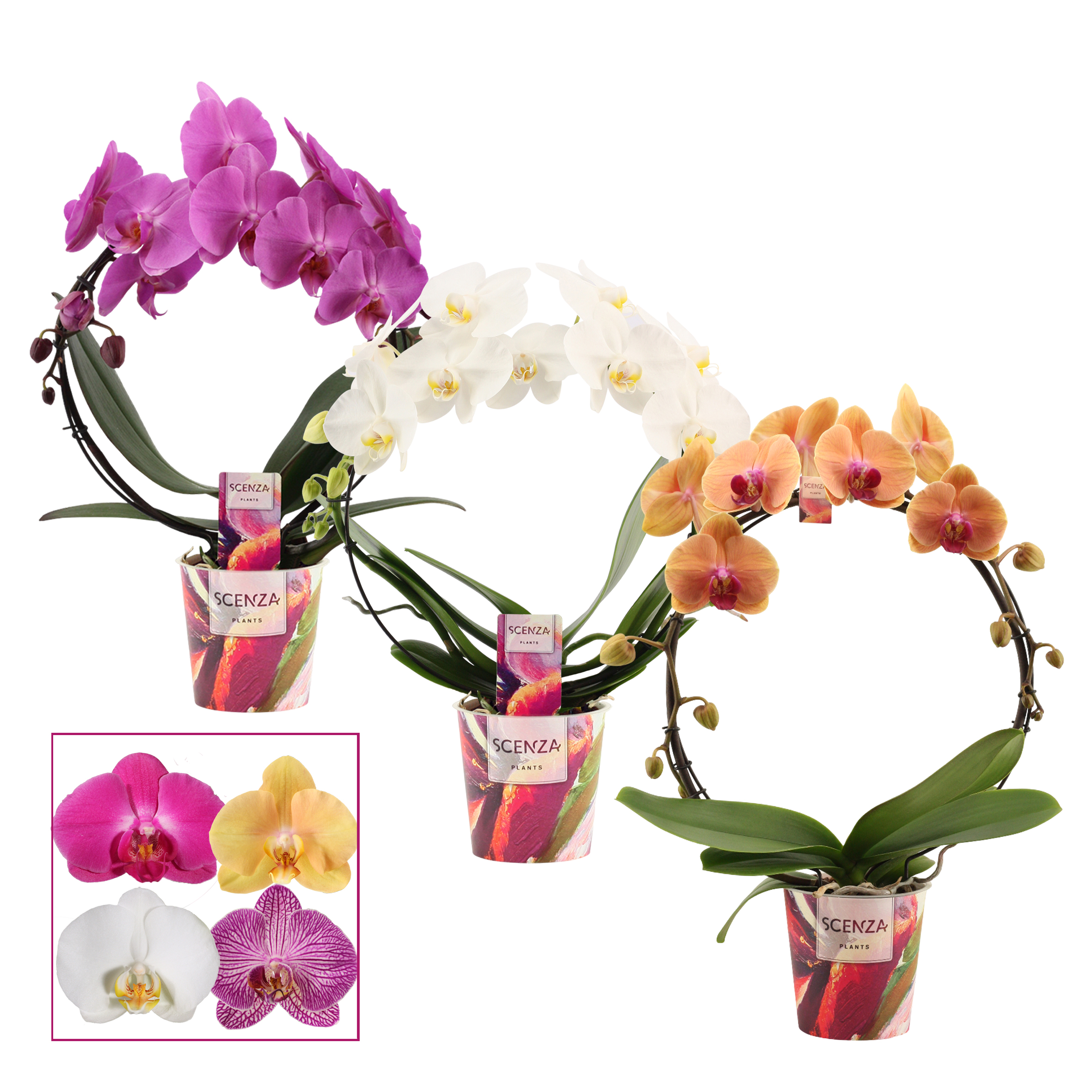 Горшечные цветы и растения оптом Phalaenopsis Boog Mix (scenza) от 5шт из Голландии с доставкой по России