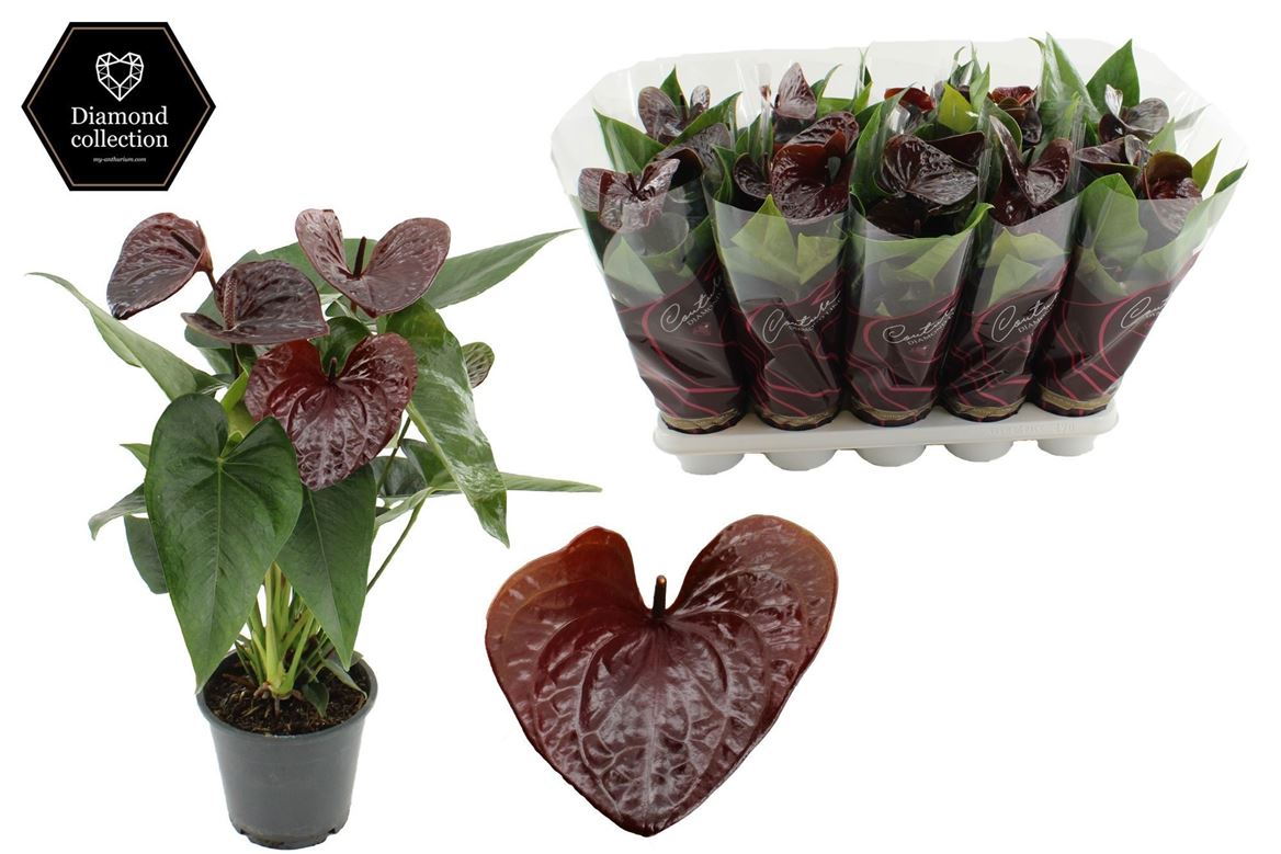 Горшечные цветы и растения оптом Anth An Essencia 5+ от 8шт из Голландии с доставкой по России