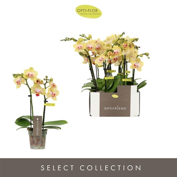 Горшечные цветы и растения оптом Phal 2st Stella 10+ (opti) от 8шт (для телеги) из Голландии с доставкой по России