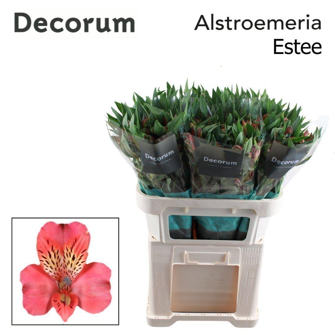 Срезанные цветы оптом Alstroemeria estee от 50шт из Голландии с доставкой по России