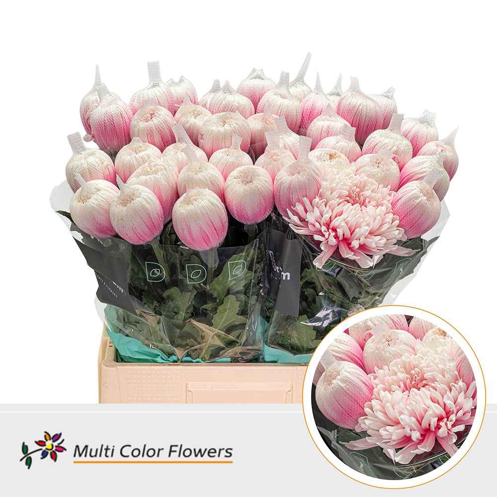 Срезанные цветы оптом Chrys bl paint antonov pastel pink от 40шт из Голландии с доставкой по России