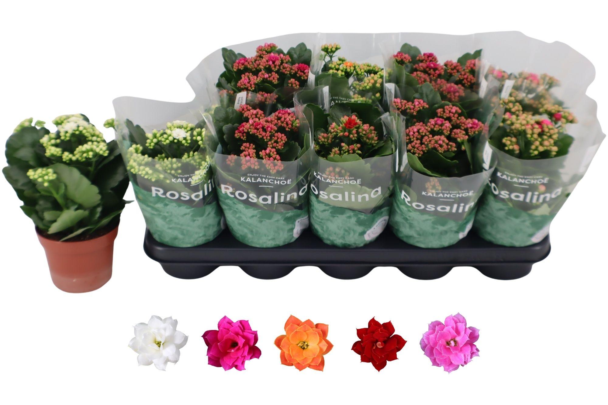 Горшечные цветы и растения оптом Kal Ge Ro Gem 5 Kl от 10шт из Голландии с доставкой по России