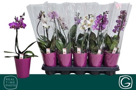 Горшечные цветы и растения оптом Phal Mf Gem 4 Kl 1 B 8+ In Deco Pot * Spring от 10шт из Голландии с доставкой по России Горшечные цветы и растения оптом Phal Mf Gem 4 Kl 1 B 8+ In Deco Pot * Spring от 10шт из Голландии с доставкой по России