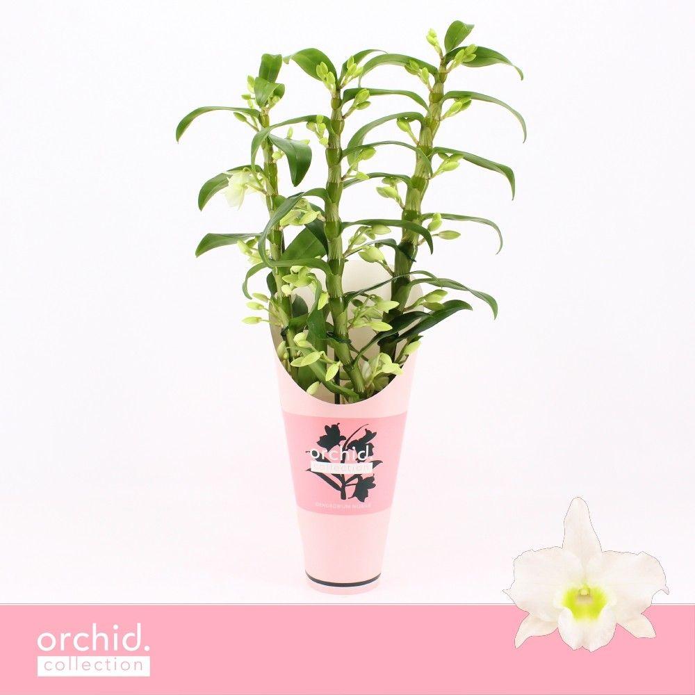 Горшечные цветы и растения оптом Dendr Nob 3st Apollon Orchid Collect от 6шт из Голландии с доставкой по России