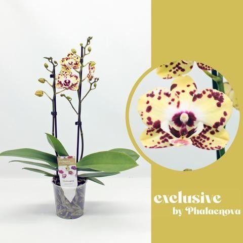 Горшечные цветы и растения оптом Phal 2st Daisy 16+ (phalaenova) от 10шт из Голландии с доставкой по России