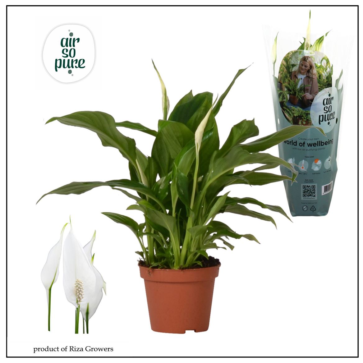 Горшечные цветы и растения оптом Spath Chopin 3+ (air So Pure) от 18шт (для телеги) из Голландии с доставкой по России