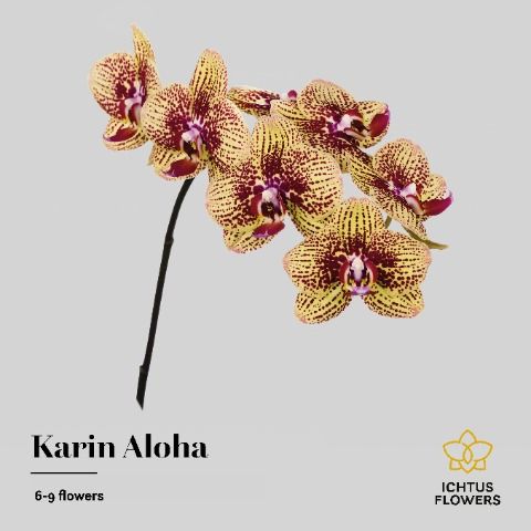 Срезанные цветы оптом Phalaenopsis karin aloha (per stem) от 18шт из Голландии с доставкой по России