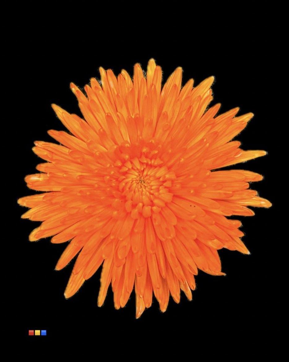 Срезанные цветы оптом Chrys bl paint topspin orange от 60шт из Голландии с доставкой по России