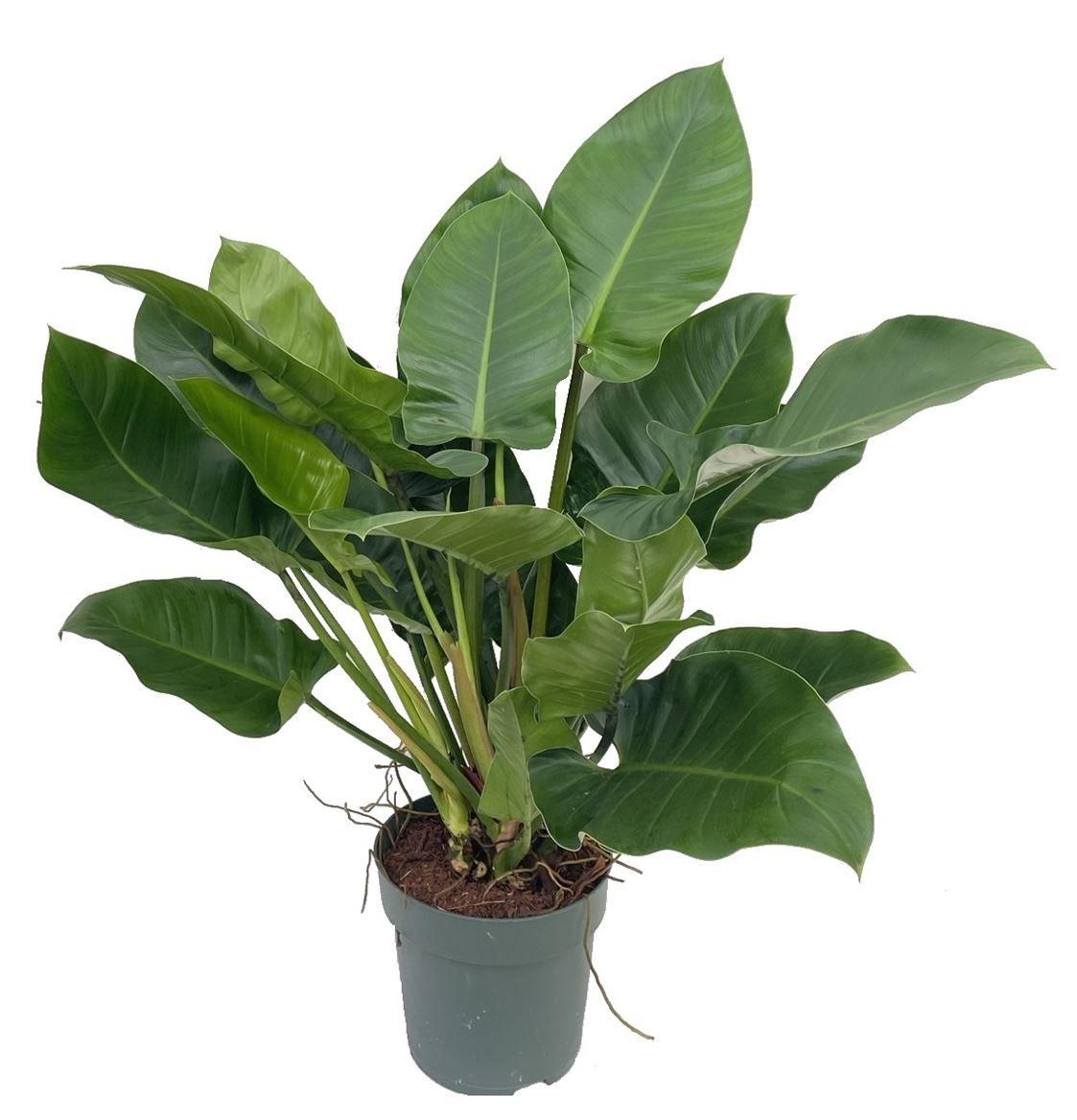 Горшечные цветы и растения оптом Philodendron Imperial Green от 1шт из Голландии с доставкой по России