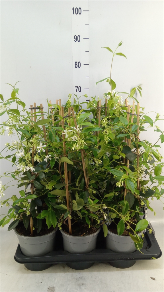 Горшечные цветы и растения оптом Trachelospermum Jasm. от 6шт из Голландии с доставкой по России