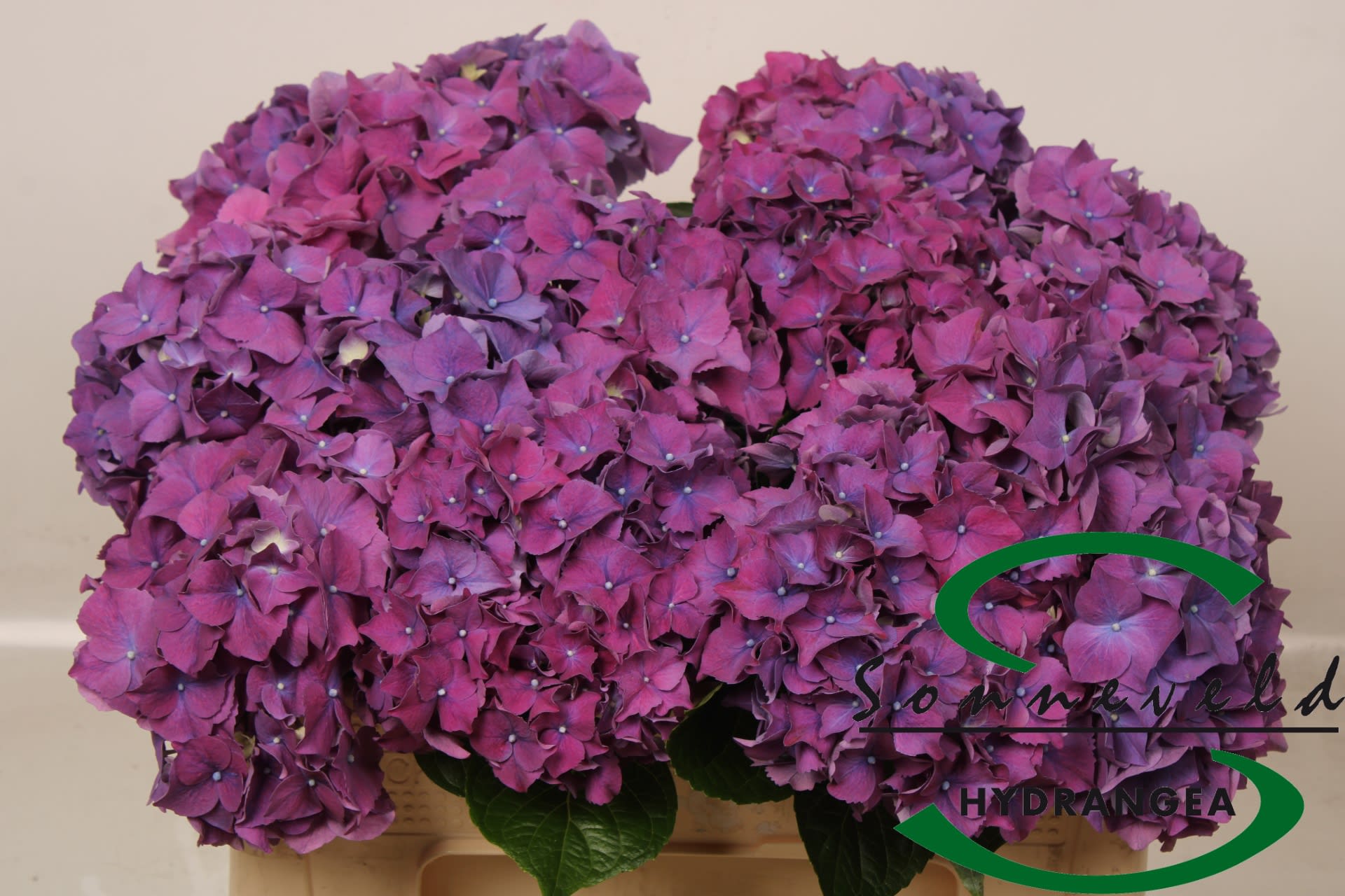 Срезанные цветы оптом Hydrangea rodeo red purple от 10шт из Голландии с доставкой по России