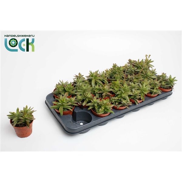 Горшечные цветы и растения оптом Crassula Falcata от 12шт из Голландии с доставкой по России