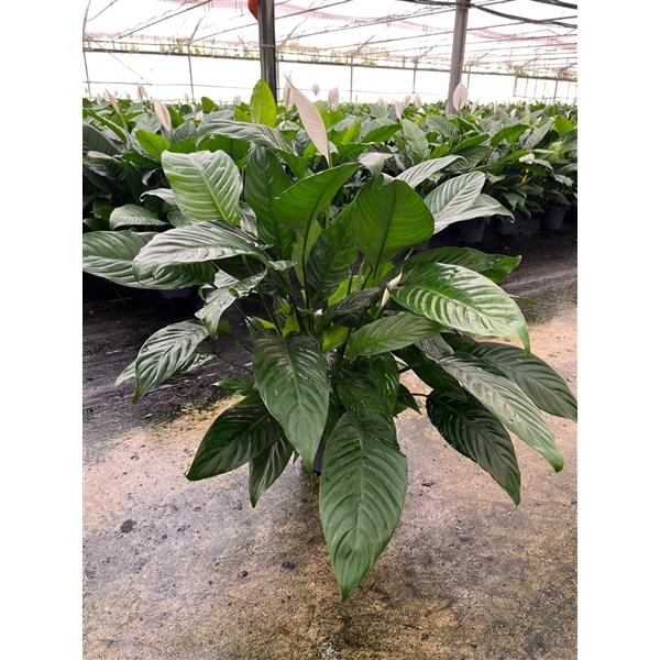 Горшечные цветы и растения оптом Spath Martina от 6шт из Голландии с доставкой по России