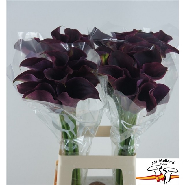 Срезанные цветы оптом Zantedeschia purple от 40шт из Голландии с доставкой по России