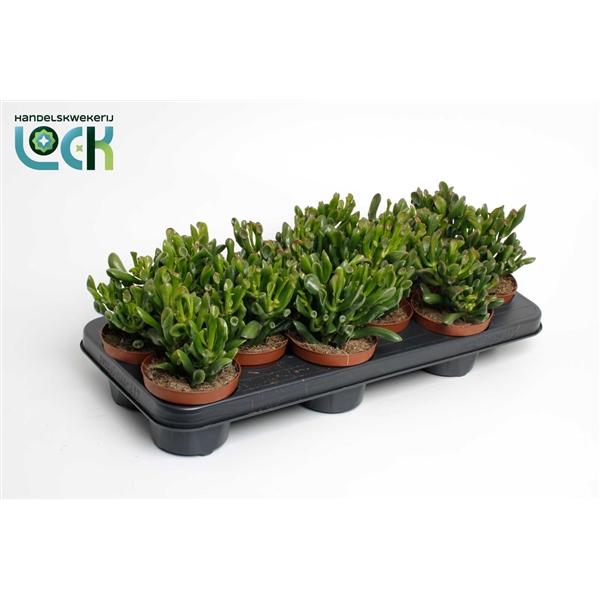 Горшечные цветы и растения оптом Crassula Horn Tree от 9шт из Голландии с доставкой по России