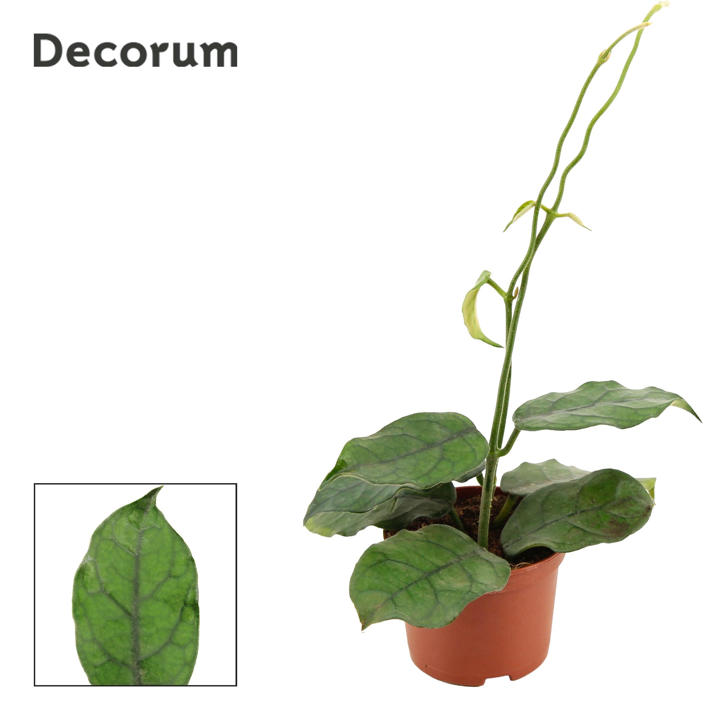 Горшечные цветы и растения оптом Hoya Villosa (decorum) от 18шт (для телеги) из Голландии с доставкой по России