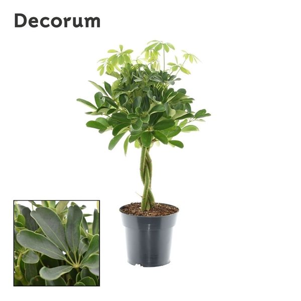 Горшечные цветы и растения оптом Schefflera Compacta Twisted Stem  (decorum) от 1шт из Голландии с доставкой по России