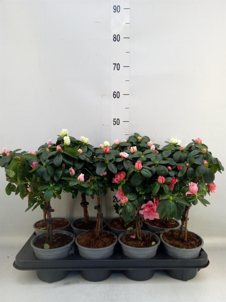 Горшечные цветы и растения оптом Rhododendron Sim.   ... от 8шт из Голландии с доставкой по России