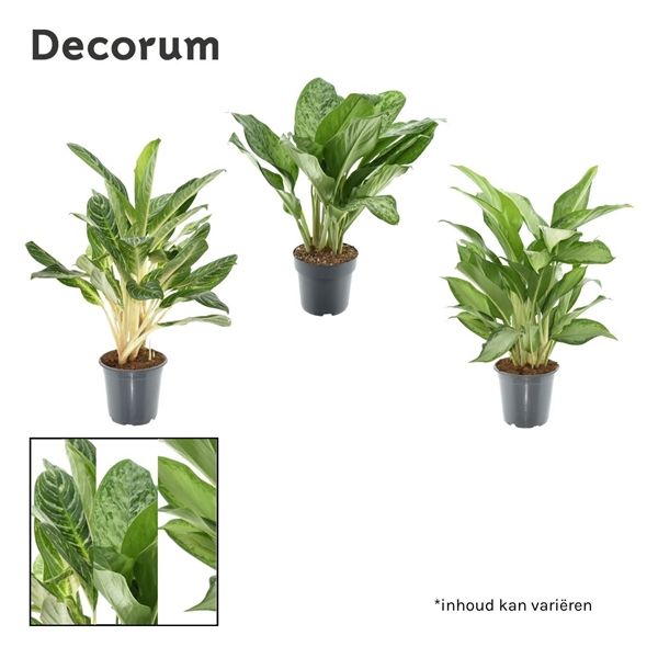 Горшечные цветы и растения оптом Aglaonema (decorum) от 1шт из Голландии с доставкой по России