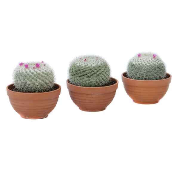 Горшечные цветы и растения оптом Mammillaria Albata Bowl от 6шт из Голландии с доставкой по России