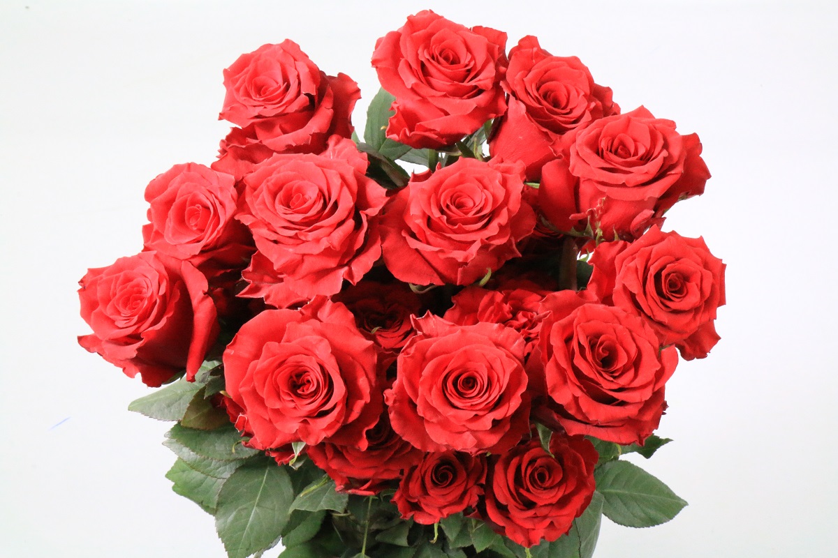 Срезанные цветы оптом Rosa ec explorer от 50шт из Голландии с доставкой по России