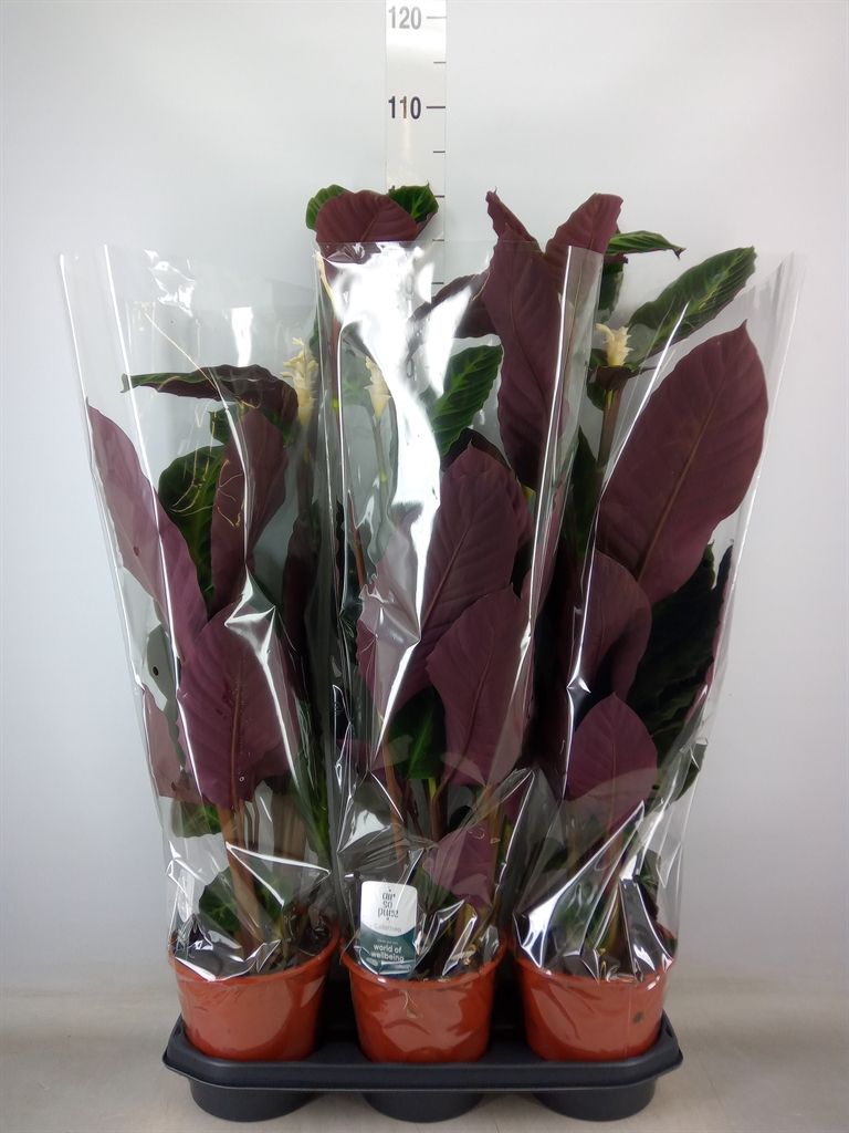 Горшечные цветы и растения оптом Calathea Warscewiczii от 3шт из Голландии с доставкой по России