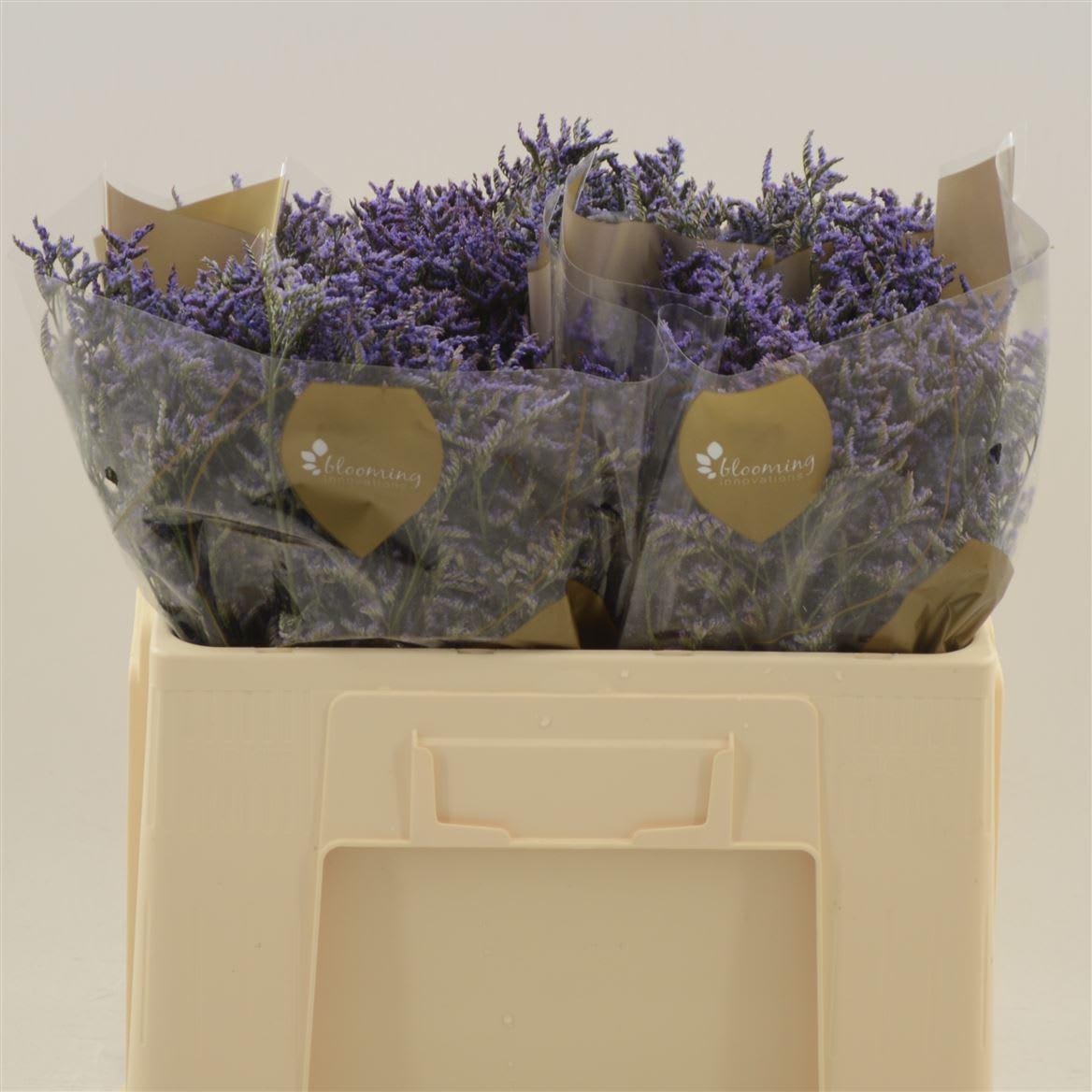 Срезанные цветы оптом Limonium safora dark blue от 700шт из Голландии с доставкой по России