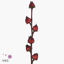 Срезанные цветы оптом Hibiscus eden red от 20шт из Голландии с доставкой по России
