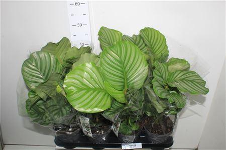 Горшечные цветы и растения оптом Calat Orbifolia от 8шт из Голландии с доставкой по России