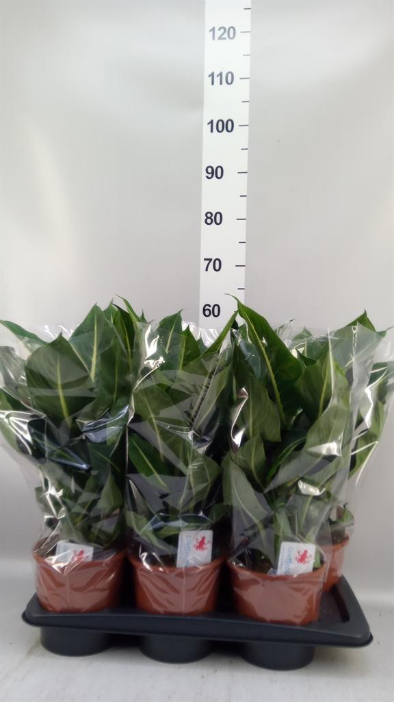 Горшечные цветы и растения оптом Dieffenbachia green Magic от 6шт из Голландии с доставкой по России