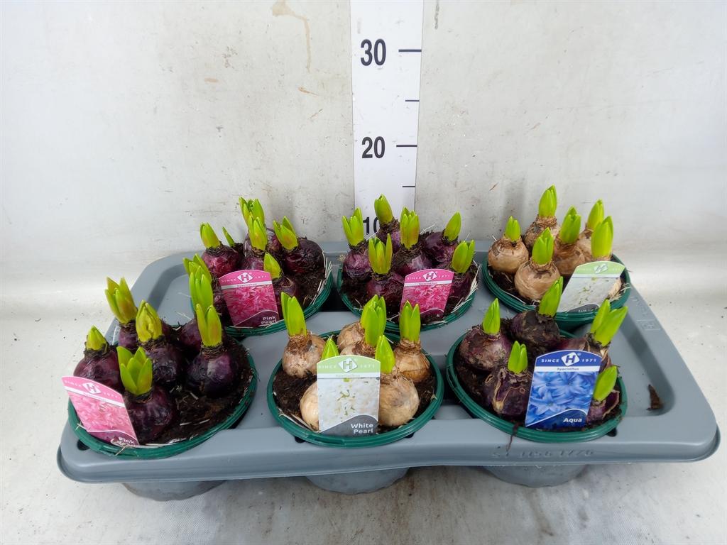 Горшечные цветы и растения оптом Hyacinthus Orie.   ...mix 3 от 6шт из Голландии с доставкой по России