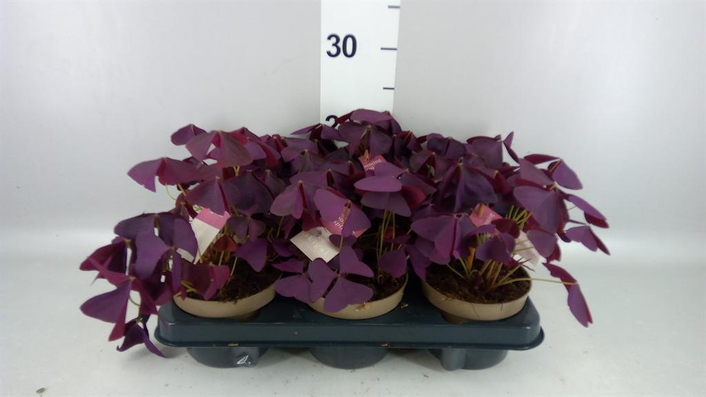 Горшечные цветы и растения оптом Oxalis Trian. mijke от 6шт из Голландии с доставкой по России