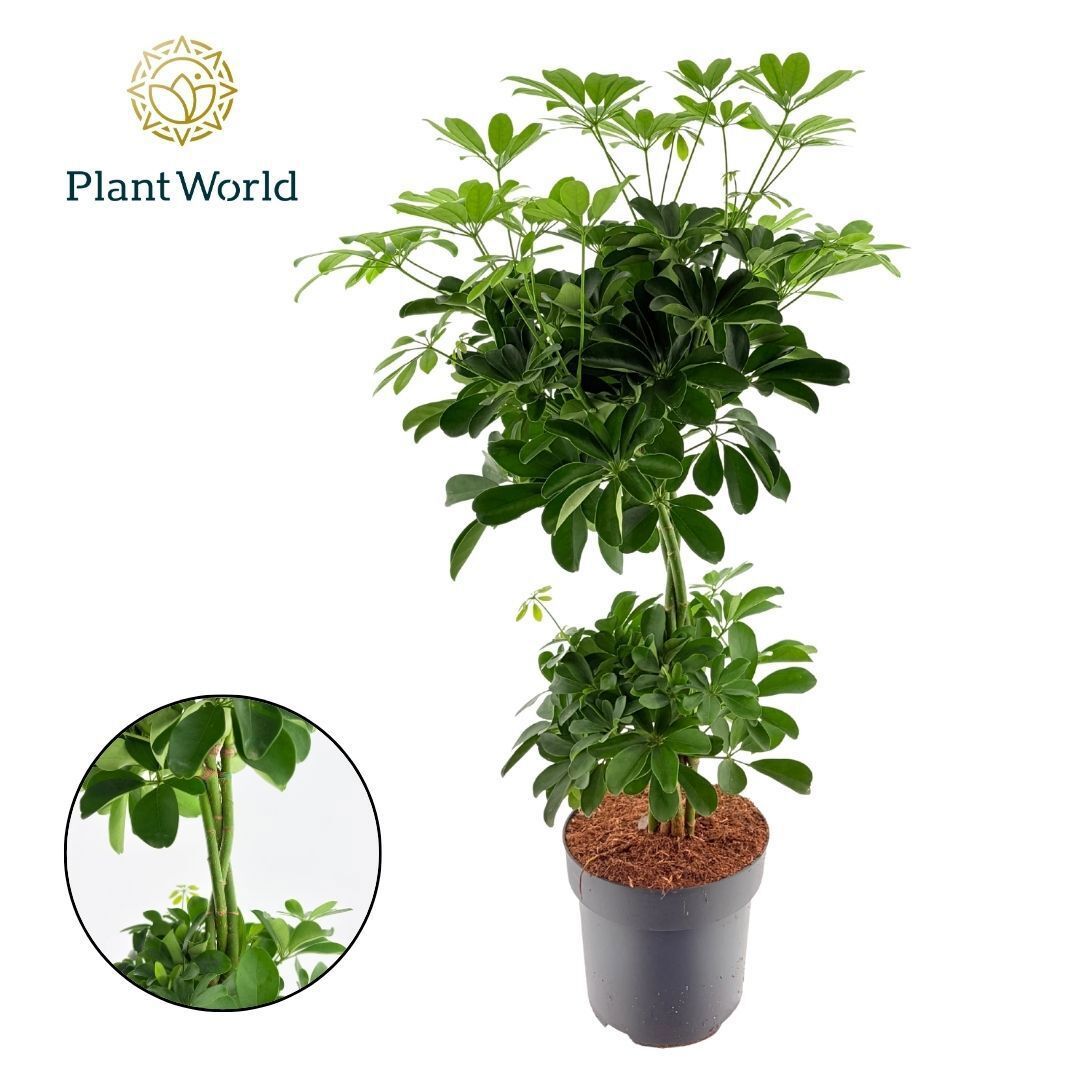 Горшечные цветы и растения оптом Schefflera Nora Vlecht Duo Bol от 1шт из Голландии с доставкой по России