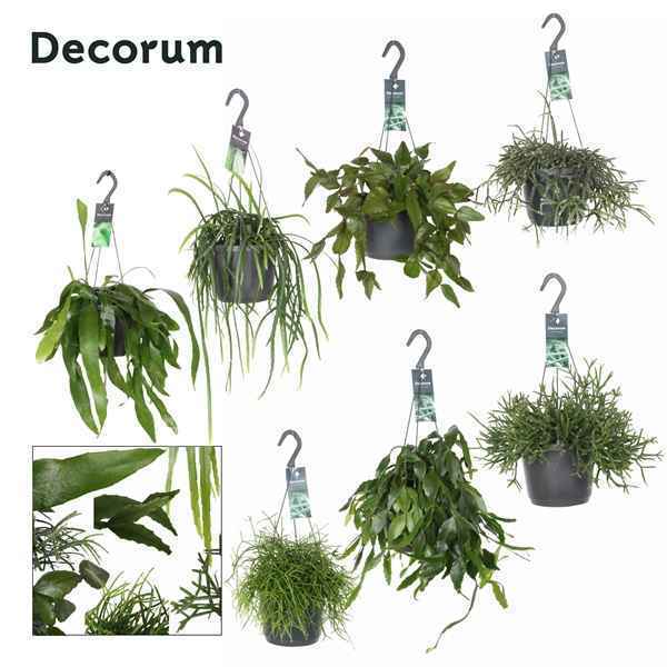 Горшечные цветы и растения оптом Rhipsalis Mix (decorum) от 6шт из Голландии с доставкой по России