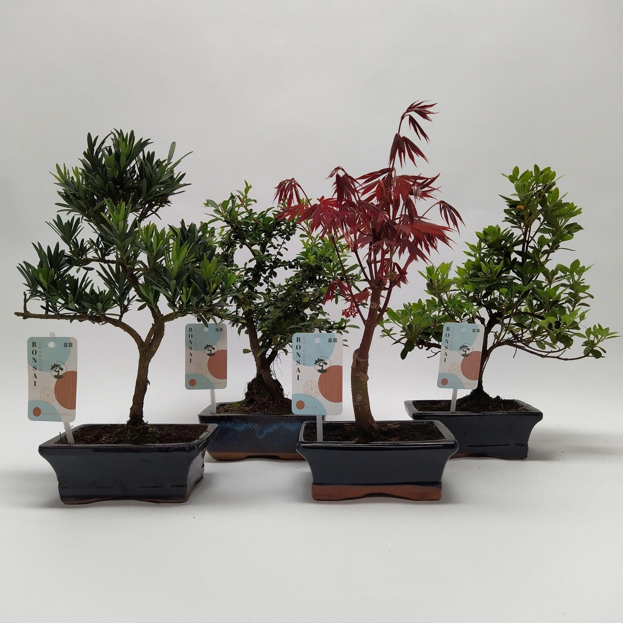 Горшечные цветы и растения оптом Bonsai Mix Outdoor от 8шт из Голландии с доставкой по России