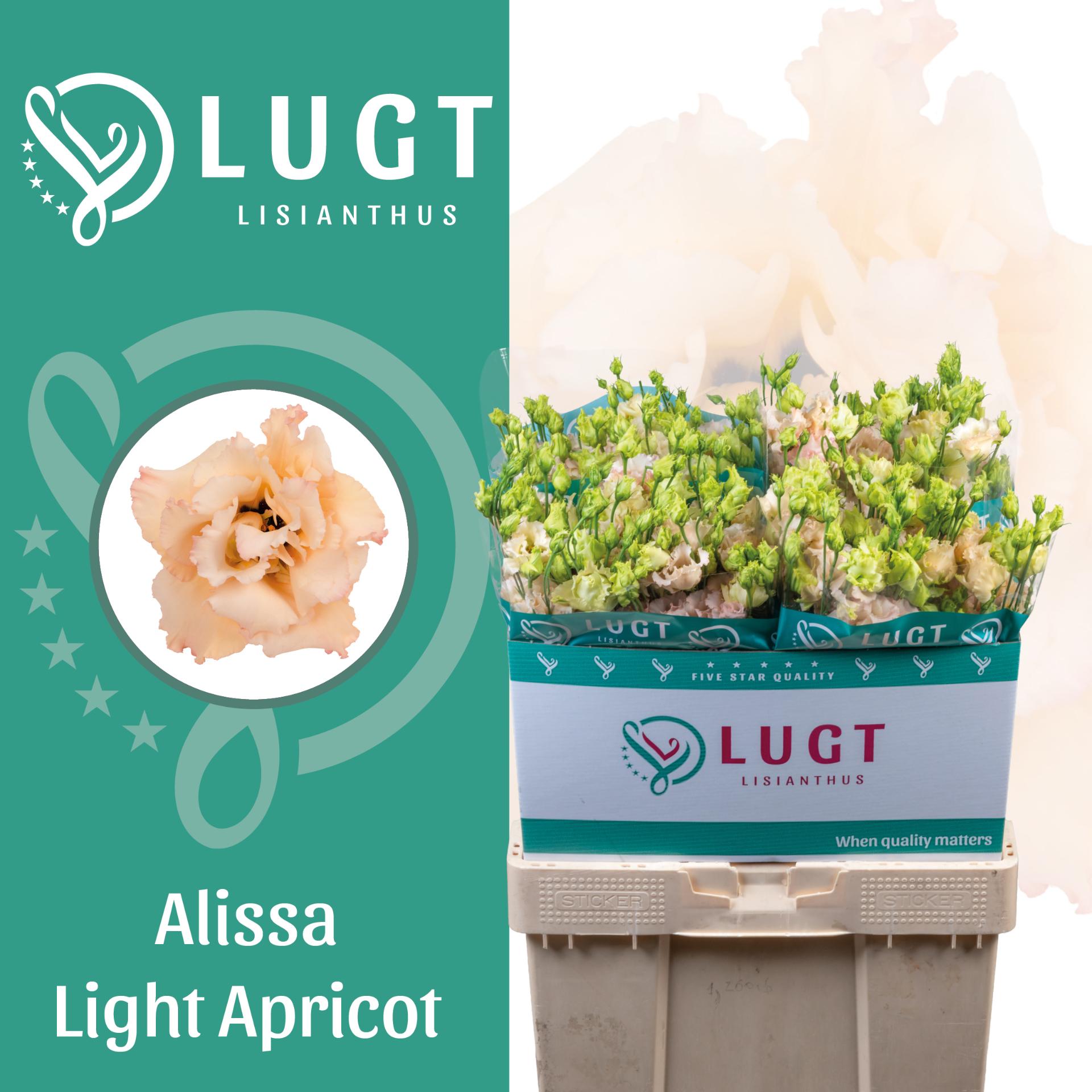 Срезанные цветы оптом Lisianthus do alissa light apricot от 50шт из Голландии с доставкой по России