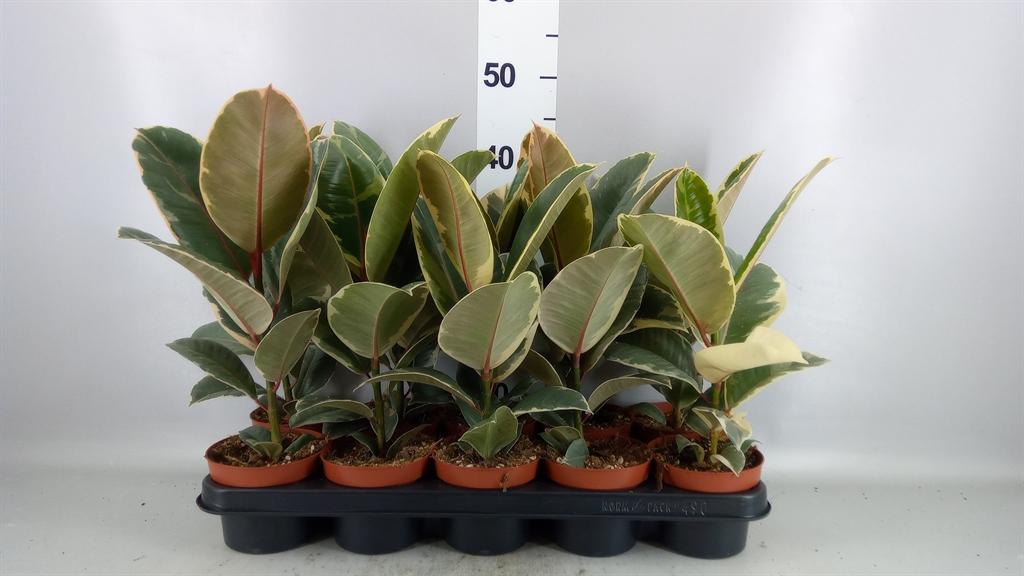 Горшечные цветы и растения оптом Ficus Elastica tineke от 10шт из Голландии с доставкой по России