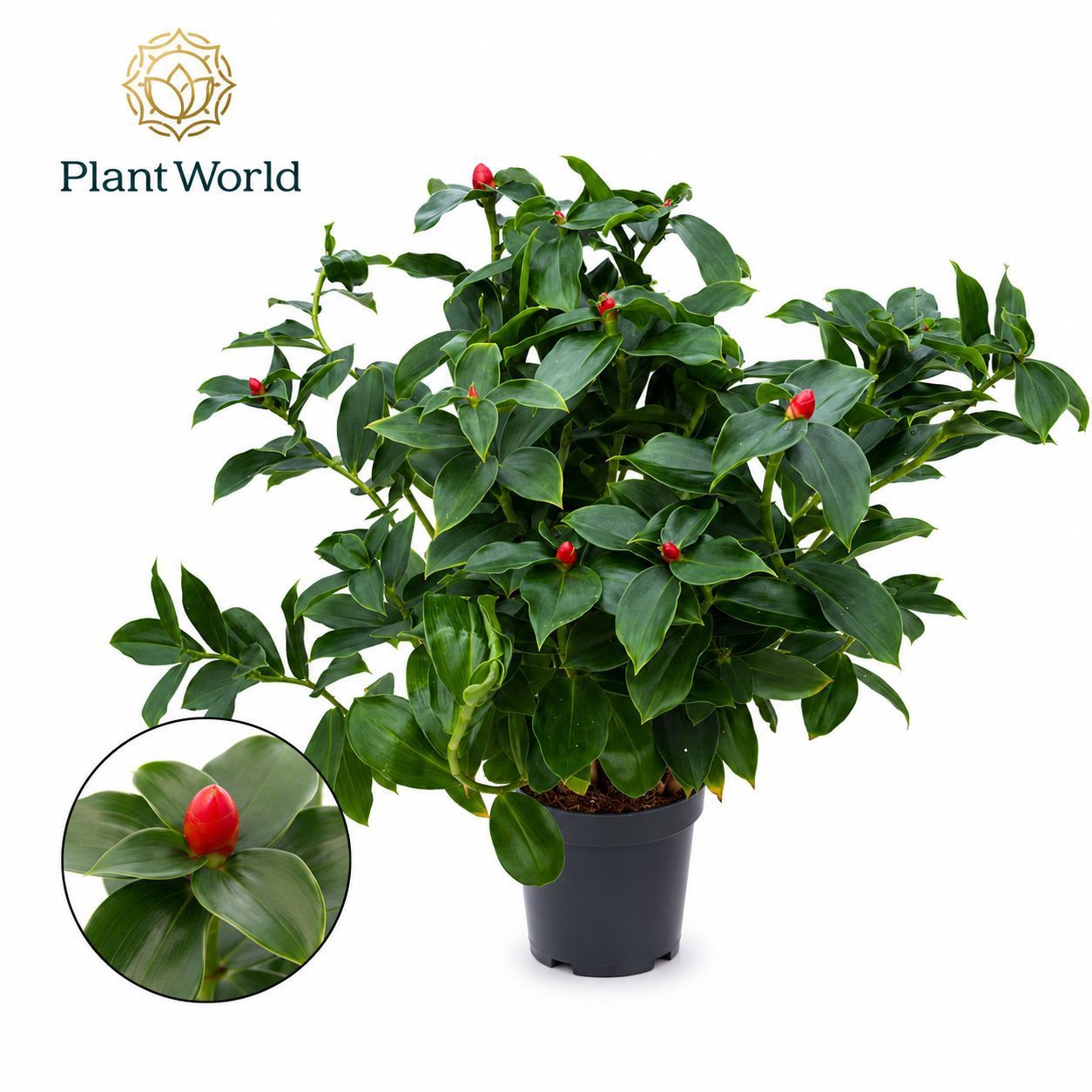 Горшечные цветы и растения оптом Costus Woodsonii от 5шт из Голландии с доставкой по России