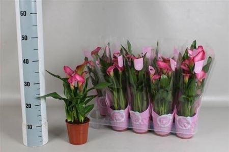 Горшечные цветы и растения оптом Zant Zazu 5+ от 10шт из Голландии с доставкой по России