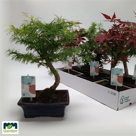 Горшечные цветы и растения оптом Bonsai Gem от 5шт из Голландии с доставкой по России