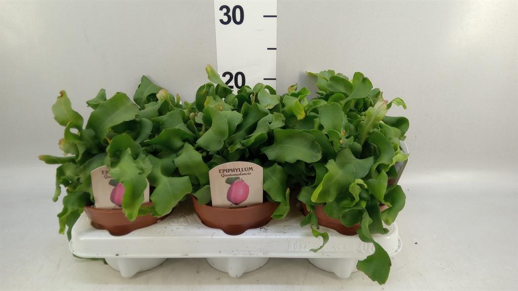 Горшечные цветы и растения оптом Epiphyllum Guatem. Var. Monstrosa от 6шт из Голландии с доставкой по России