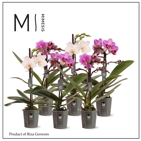 Горшечные цветы и растения оптом Phal Mini 1st Mix 8+ (orchid Growers) от 20шт (для телеги) из Голландии с доставкой по России Горшечные цветы и растения оптом Phal Mini 1st Mix 8+ (orchid Growers) от 20шт (для телеги) из Голландии с доставкой по России