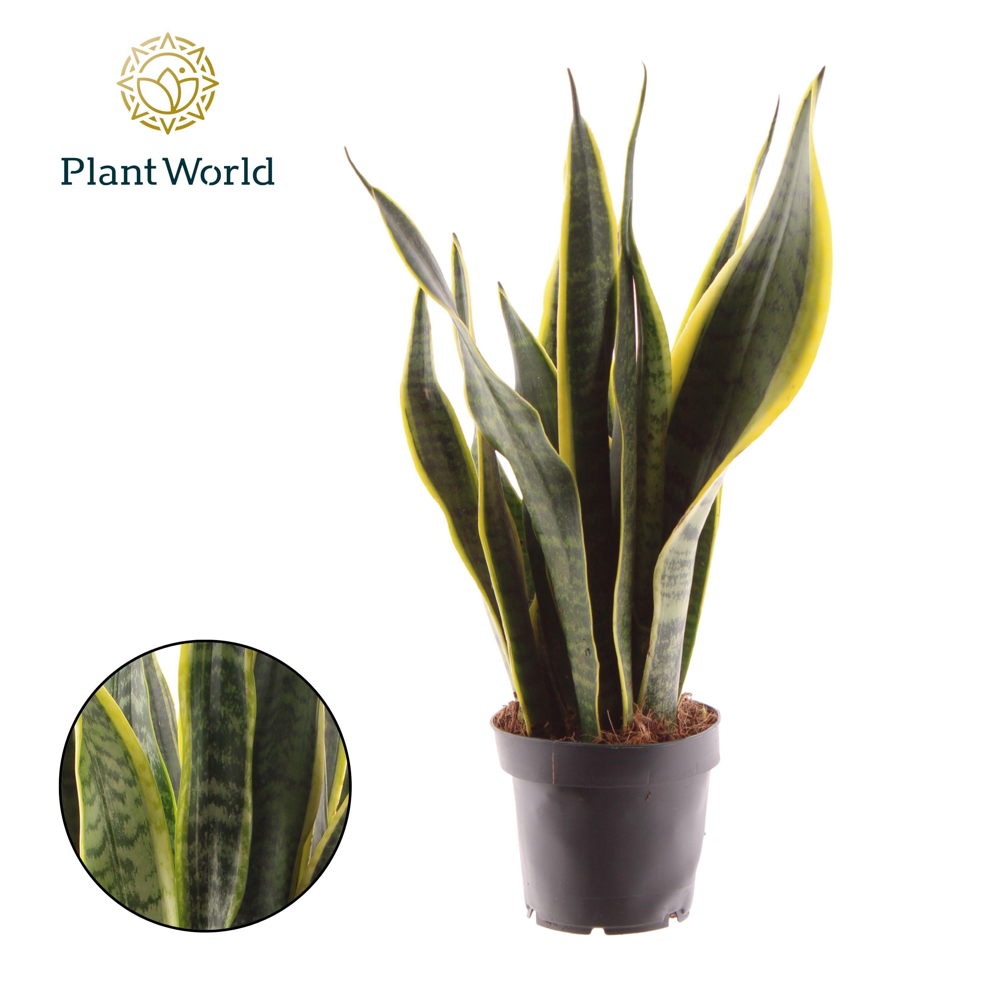 Горшечные цветы и растения оптом Sansevieria Laurentii от 10шт из Голландии с доставкой по России