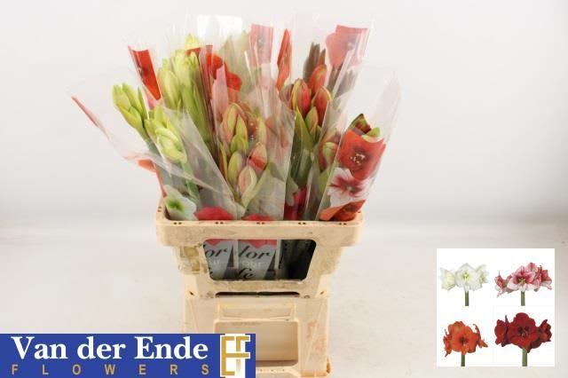 Срезанные цветы оптом Hippeastrum mix rainbow от 30шт из Голландии с доставкой по России