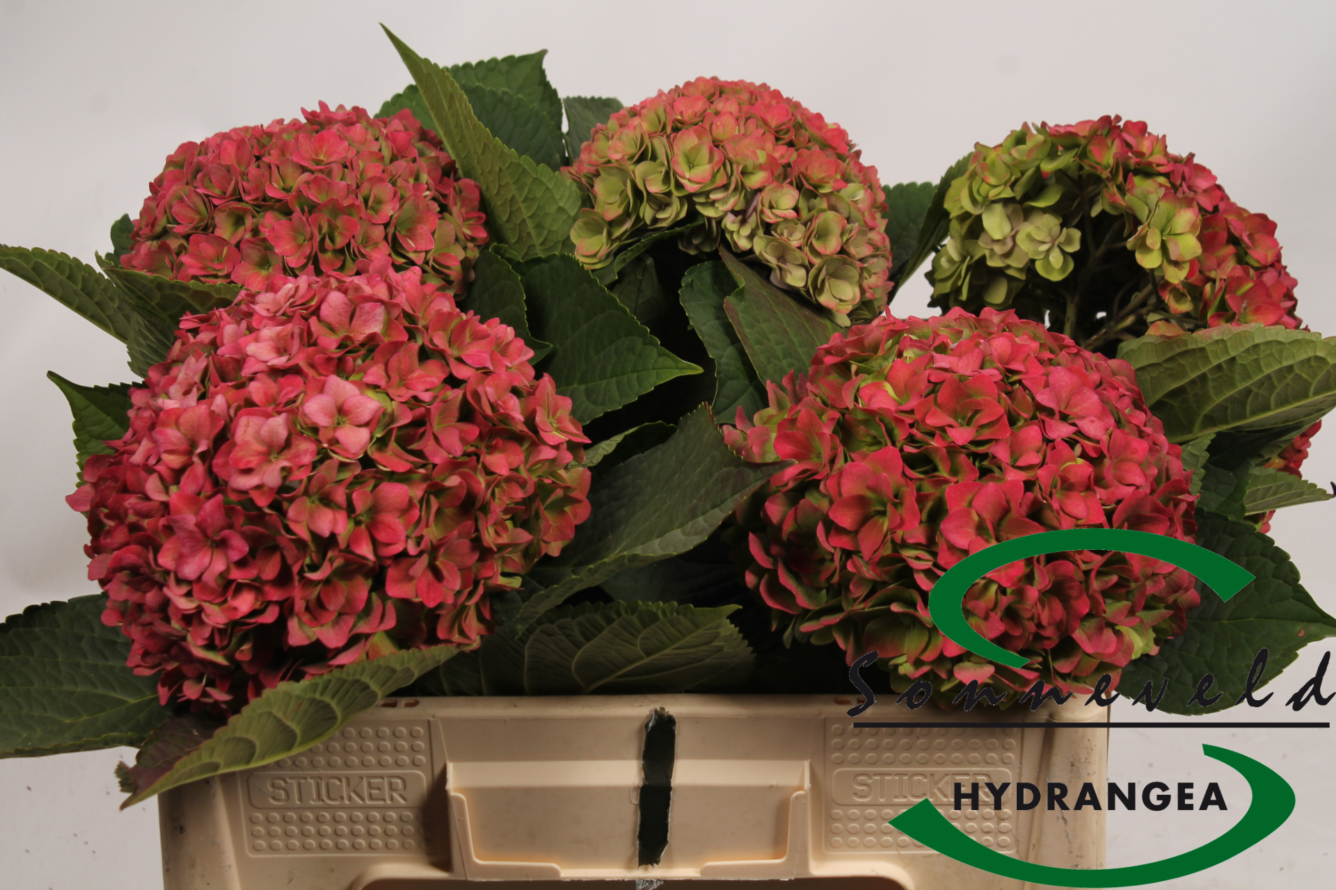 Срезанные цветы оптом Hydrangea cerise от 5шт из Голландии с доставкой по России