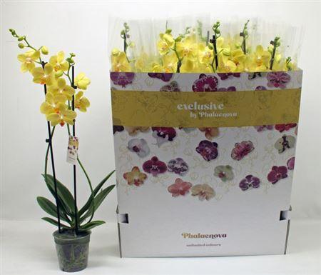 Горшечные цветы и растения оптом Phal Ov Geel 2 Branches 18 Bloemen+ от 12шт из Голландии с доставкой по России