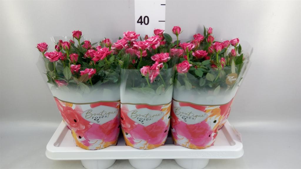 Горшечные цветы и растения оптом Rosa tunesie Twin Colour Star от 7шт из Голландии с доставкой по России