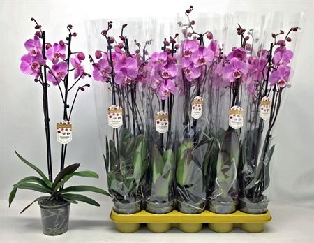 Горшечные цветы и растения оптом Phal Ov Roze 2 Branches 20+ Vertakt от 10шт из Голландии с доставкой по России