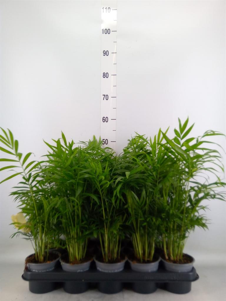 Горшечные цветы и растения оптом Chamaedorea Elegans от 10шт из Голландии с доставкой по России Горшечные цветы и растения оптом Chamaedorea Elegans от 10шт из Голландии с доставкой по России